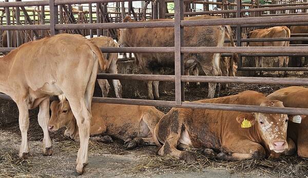 연일 폭염특보가 이어진 7일 오전. 함안군 군북면의 한 한우 축사에서 무더위에 지친 소들이 대형 선풍기 아래에 모여 누워 있다. /유은상 기자