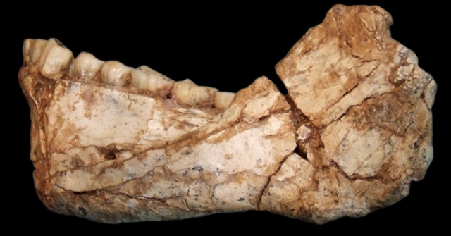 가장 오래된 현생인류의 턱뼈로, 모로코 제벨 이르후드 유적에서 출토됐다. 약 30만 년 전의 것으로 추정된다.