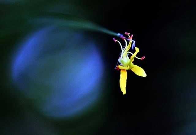 나무 밑으로 떨어진 모감주나무꽃이 땅에 닿지 않고 풀잎 끝에 매달려 떨어지는 것을 거부한 채 버티고 있는 모습은 마치 놓아야 할 것을 놓지 못한 인간의 심정과도 닮아 있었다.