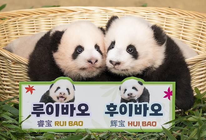 100일때 대국민 공모 이름을 하사받은 쌍둥이