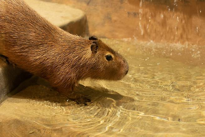 물놀이를 즐기고 있는 카피바라