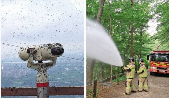러브버그 사태는 환경보호의 대의명분이 먼저인지 시민 편익이 먼저인지 깊이 고민하게 한다. 왼쪽 사진은 러브버그 떼로 뒤덮인 인천 계양구 계양산 정상. 오른쪽은 지난 3일 서울 노원구 삼육대에서 소방대원들이 러브버그 방제 작업을 하는 모습. 연합뉴스