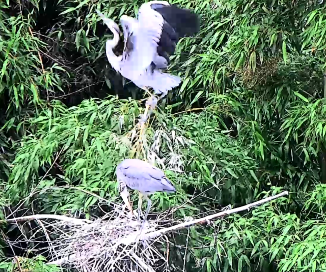 왜가리 새끼가 성장해 둥지에서 무사히 이소하는 모습. 울산시 제공