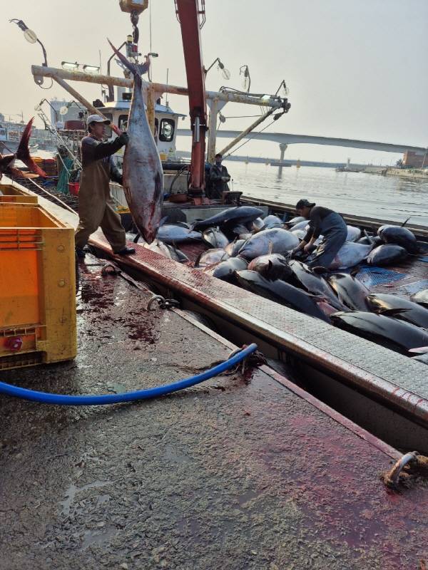 영덕 앞바다에서 대형 참다랑어(참치)가 무더기로 잡혔으나 쿼터 초과로 폐기되고 있다. 독자 제공