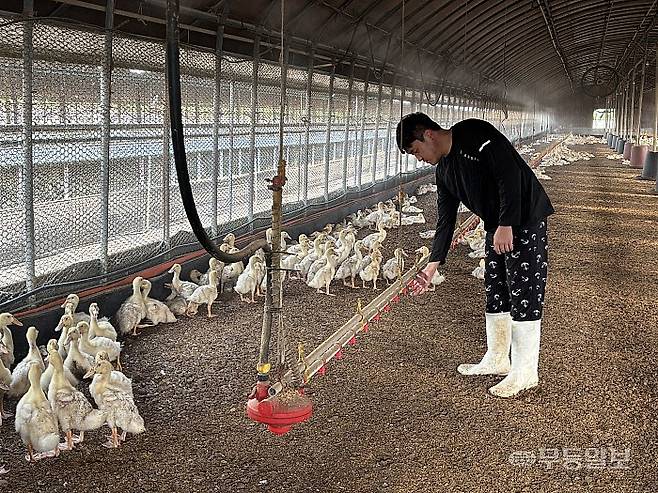 8일 오후 영암 신북면 월지리 한 오리농가에서 농장주 김배홍씨가 시설을 점검하고 있다.