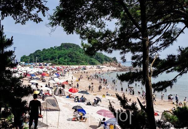 '2025 인천 댕댕 썸머 비치'행사가 지난 5일 인천 중구 선녀바위 해변에서 열리고 있다.