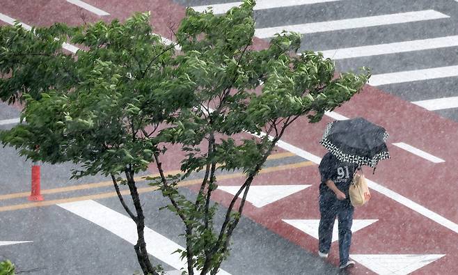 연일 찜통더위가 이어지고 있는 8일 전북 완주군 삼봉로 일원에 소나기가 쏟아지고 있다. /뉴스1