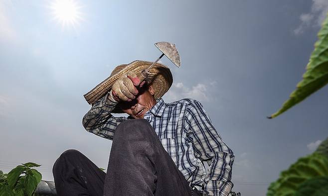 폭염이 계속된 8일 경북 고령군 다산면 한 밭에서 농민이 잡초 뽑는 작업을 하다 땀을 닦아내고 있다. 연합뉴스