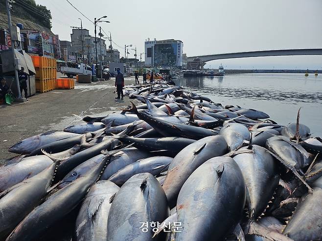 경북 영덕군 강구항에 8일 오전 130~150㎏에 달하는 참다랑어(참치) 600여 마리가 놓여있다. 강구수협 제공
