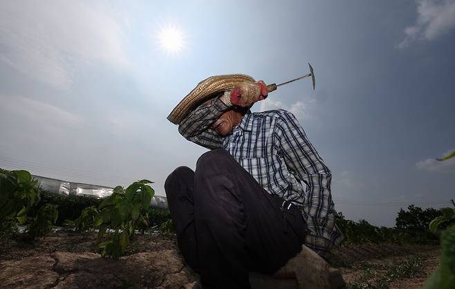 폭염이 계속된 8일 경북 고령군 다산면 한 밭에서 농민이 잡초 뽑는 작업을 하다 땀을 닦아내고 있다. 연합뉴스