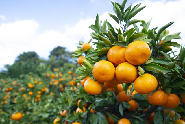 제주 감귤. 이미지투데이