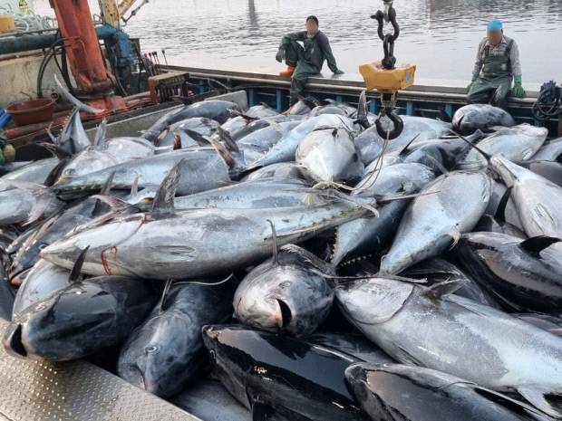 지난 8일 영덕군 강구항에서 어민들이 강구 앞 바다에서 잡힌 대형 참치들을 위판하기 위해 준비하고 있다. 참치들은 연안에서 약 20km 떨어진 곳에 쳐 둔 정치망 그물에 잡혔다. 뉴스1