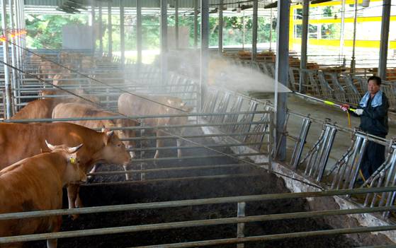 전국에 연일 폭염 경보가 발효되는 등 역대급 가마솥 더위가 맹위를 떨치고 있다. 지난 8일 오후 대전의 한 한우농가에서 주민이 폭염에 지친 소들에게 안개분무기를 가동하고 물을 뿌려주는 등 축사의 온도를 낮추기 위해 최선을 다하고 있다. 김성태 객원기자