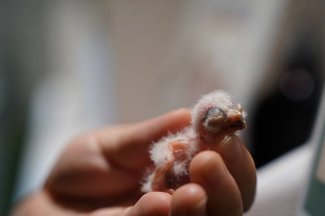 가평베고니아새정원이 국내 최초로 ‘굴파는 올빼미’ 부화에 성공했다.