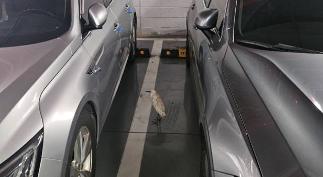 전남 나주 송월동의 한 아파트 인근에 백로떼가 서식하면서 주민들이 악취와 소음 등 피해를 호소하고 있다. 뉴스1