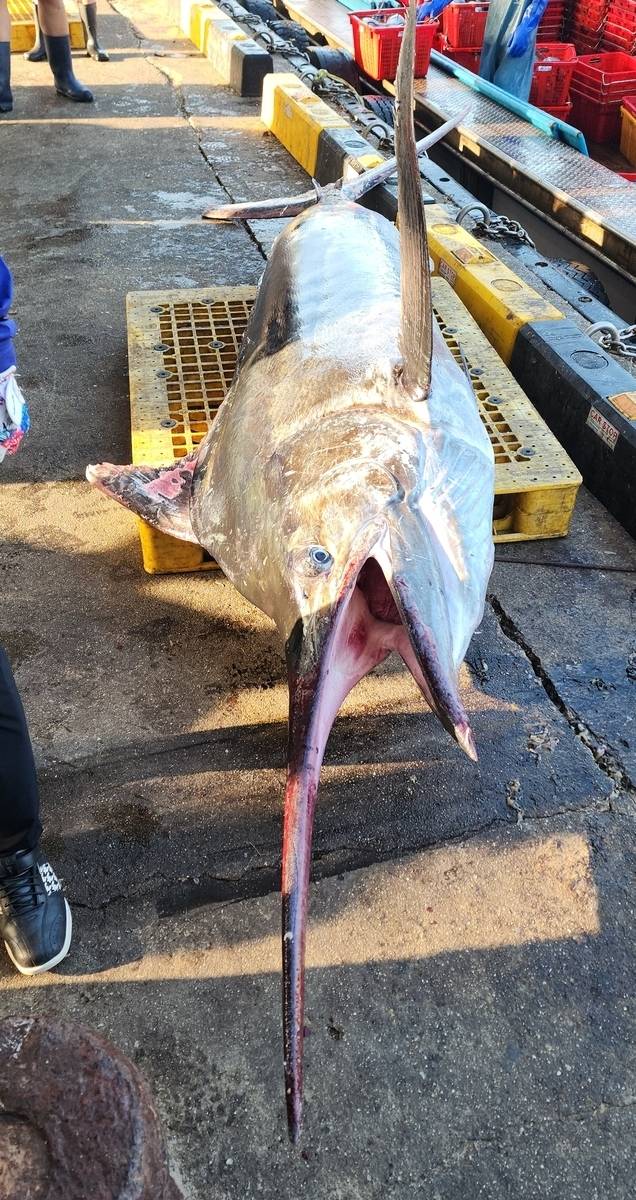 삼척에서 잡힌 황새치. 정연철 삼척시의원 제공