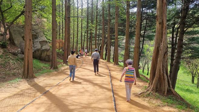 수목원 내 메타세콰이어 맨발 황토길 모습. 시민들이 건강 증진 목적으로 많이 찾았으나 이제는 이용할 수 없다. 사진=-이희택 기자.
