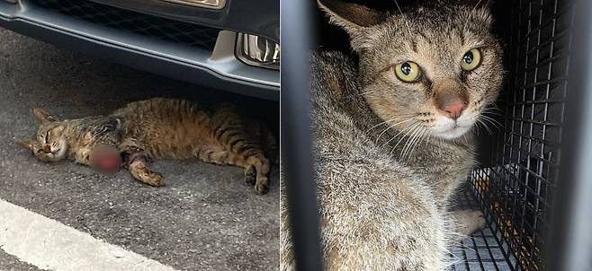 왼쪽 앞다리에 종양이 터진 채 구조된 길고양이 '청송이'(나비야사랑해 제공) ⓒ 뉴스1