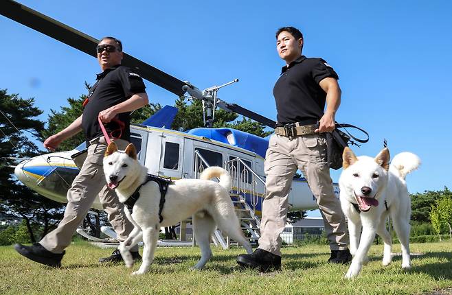 9일 오후 충남 아산 경찰인재개발원에서 세계 최초로 진돗개 경찰견에 도전하는 경찰견들이 수색 훈련을 하고 있다. /박성원 기자