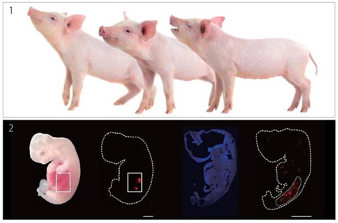 1 돼지 몸에서 인간 장기를 키워 환자에게 이식하는 키메라 장기 연구가 이뤄지고 있다. 인간 신장에 이어 심장까지 돼지 배아에서 성장시키는 데 성공했다. /사진 셔터스톡 2 중국과학원(CAS) 연구진은 2023년 돼지 배아에서인간 신장을 만들 수 있는 것을 확인했다. 이렇게 만들어진 신장 세포의 40~60%는 인간 세포(빨간색)로 구성돼 이종 장기 이식의 면역 거부 반응을 최소화할 수 있을 것으로 기대를 모았다. /사진 셀 스탬 셀
