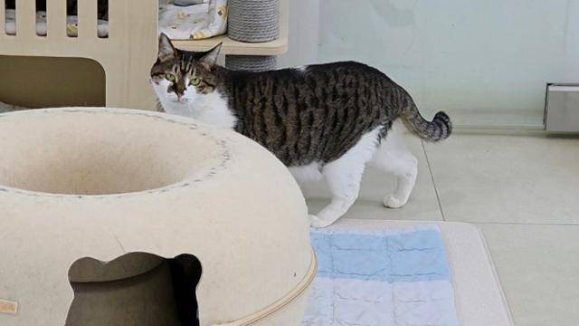 밀레는 사람을 경계하는 행동을 보이고 있다. 사진 촬영조차도 쉽게 허락하지 않는 모습이었다. 동그람이 정진욱