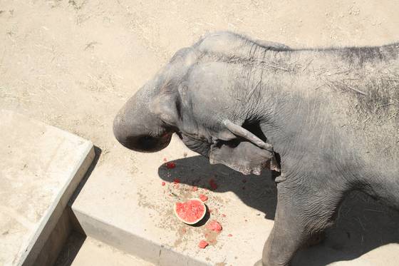 전국적으로 폭염이 이어진 지난 9일 오후 대구 중구 달성공원 동물원에서 코끼리가 얼음 수박을 먹으며 더위를 식히고 있다. 송봉근 기자
