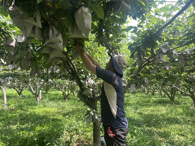 지난 11일 전남 나주 금천면에 위치한 배농가에서 한 농민이 방충·방풍용 종이 봉지를 점검하고 있다. /박건우 기자