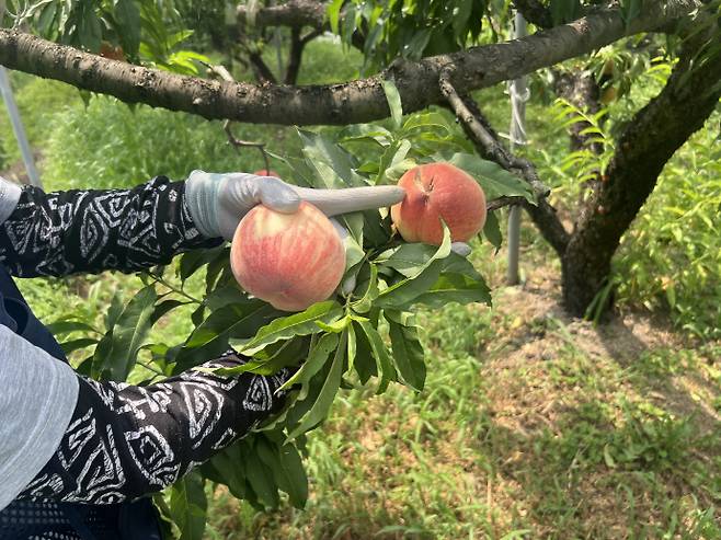 지난 11일 전남 화순 오성로에 위치한 복숭아농가. /박건우 기자