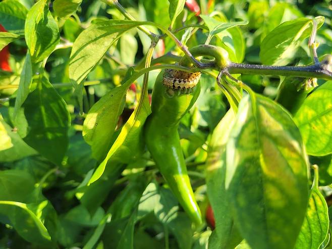 담배나방 애벌레가 고추를 갉아 먹어 구멍이 생긴 모습./경북도 제공