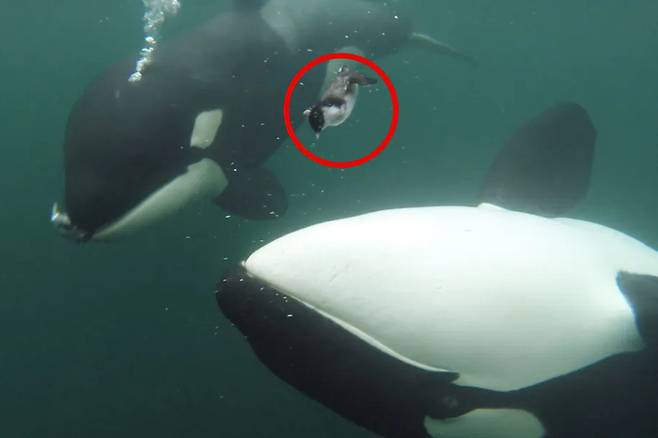 인간에게 사냥한 바닷새를 선물하는 범고래. 사진=베이 시톨로지