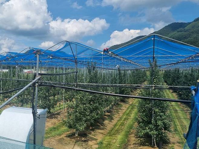 사과 햇빛 차단망(사진=옥천군 제공) *재판매 및 DB 금지