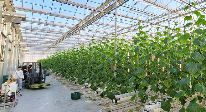 서원상 대표가 2021년부터 운영하고 있는 충남 보령군 4620㎡ 규모의 오이 스마트팜 내부. 스마트팜은 온도와 습도 제어, 에너지 절감 설비 등 첨단 기술이 접목된 미래형 농장이다. 충남도 제공