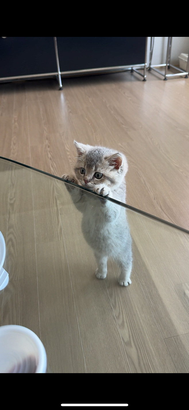 우리집 새로운 가족