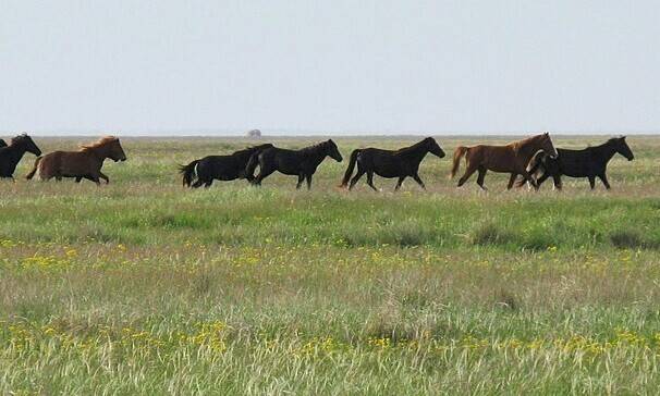 인수공통감염병은 6500년 전 처음 출현해, 5000년 전 크게 확산한 것으로 드러났다. 이는 유라시아지역의 인류가 가축을 광범위하게 기르기 시작한 시점과 일치한다.우크라이나의 대초원. 위키미디어 코먼스