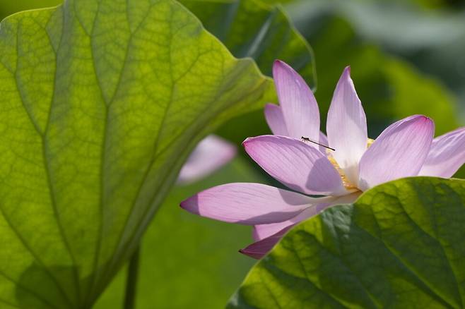 실잠자리에게 자리를 내준 연꽃잎.