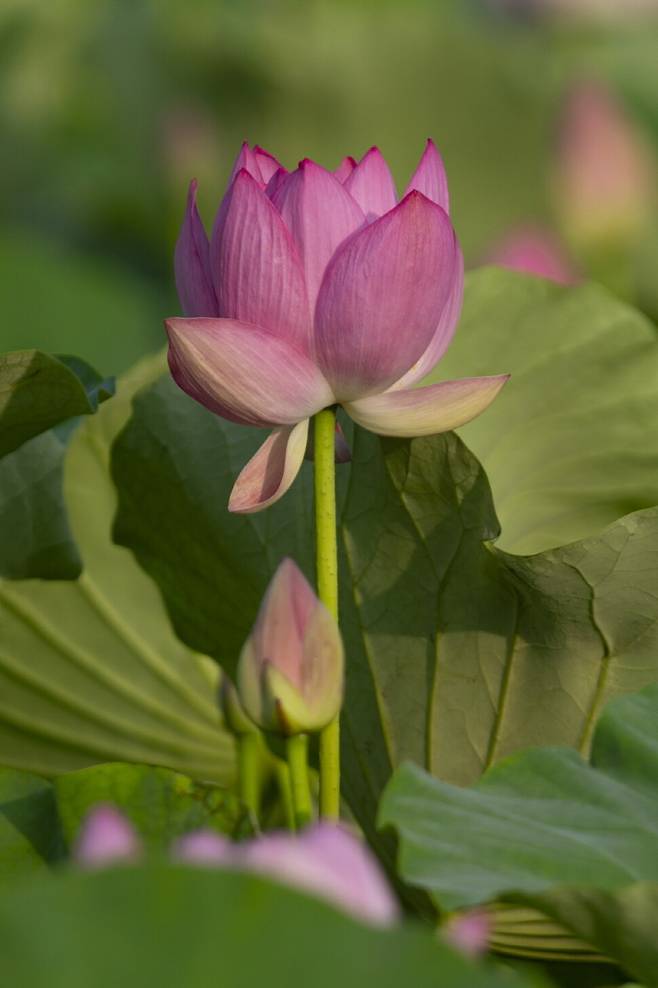 고려불화의 홍련과 아라홍련의 모습이 닮았다.