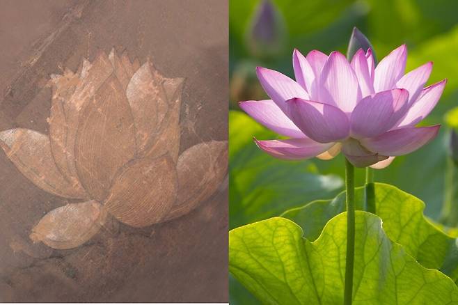 고려불화 아미타여래도에 그려진 홍련(왼쪽). 700년 전 고려 시대 연꽃의 씨앗에서 발아한 아라홍련의 자태(오른쪽).