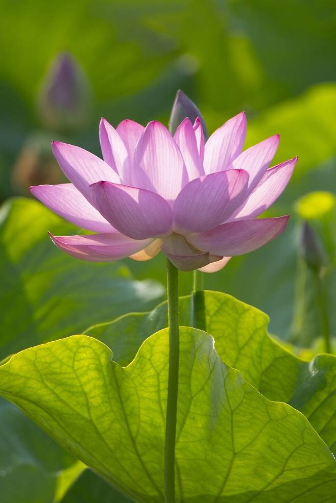 700년 전 고려 시대 연꽃의 씨앗에서 발아한 아라홍련의 자태.