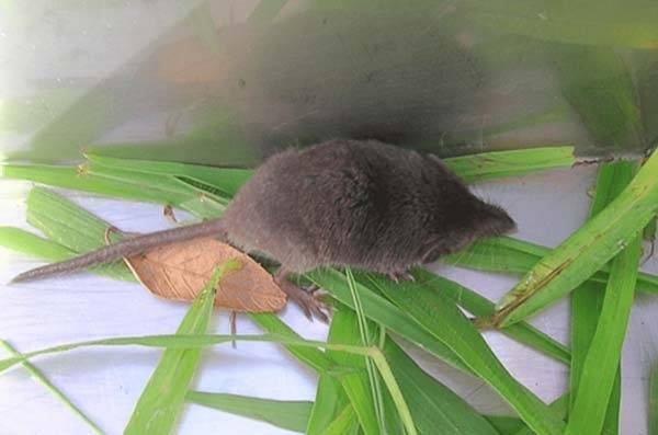 울도땃쥐. 고려대 의대 제공