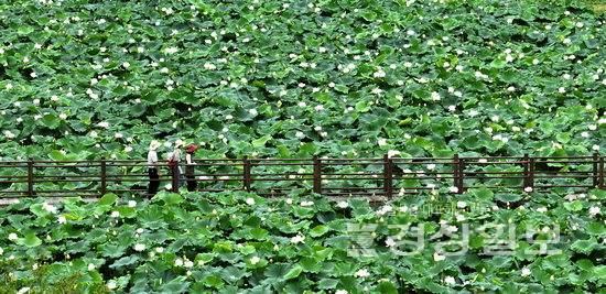 ▲ 울산의 식수원인 회야댐 상류에 조성된 생태습지가 다음달 14일까지 시민들에게 개방된다. 15일 첫 탐방 행사에 참가한 시민들이 화사하게 핀 연꽃을 감상하고 있다. 김도현기자 do@ksilbo.co.kr