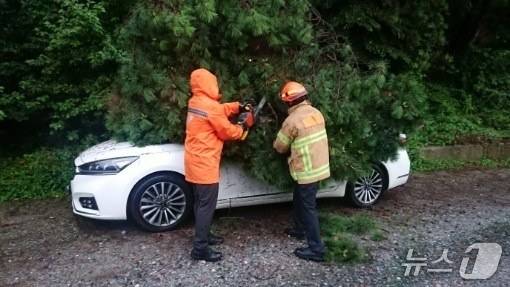대전과 충남 전역에 호우특보가 발효된 16일 오후 7시14분께 대전 대덕구 평촌동에서 나무가 쓰러져 차량을 덮쳤다.(대전소방본부 제공) /뉴스1