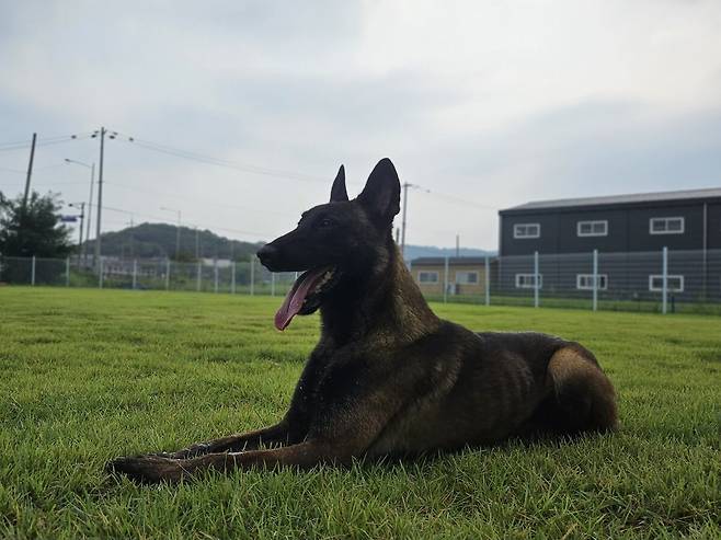 70대 치매노인 A씨를 구조하는 데 투입된 경기북부경찰청 체취증거견 ‘폴’./경기북부경찰청 제공