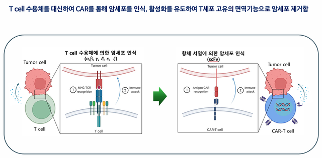 CAR-T 치료제의 작동원리. 큐로셀 제공.