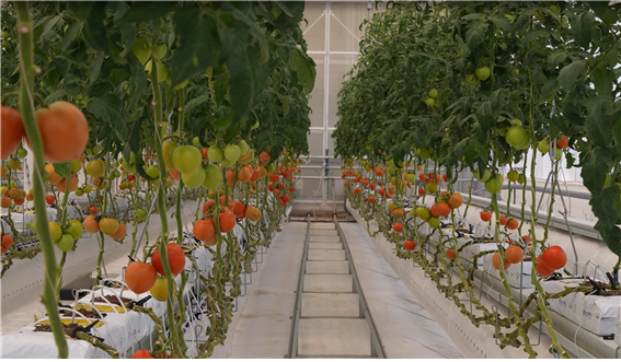 스마트팜 작물(토마토) 생장 환경 실증 모습. 한국기계연구원 제공