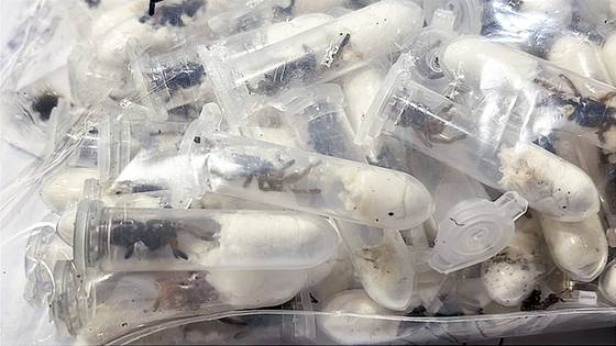 지난달 18일(현지시간) 독일 쾰른·본 공항에서 적발된 화물 속 새끼 타란툴라. AP=연합뉴스