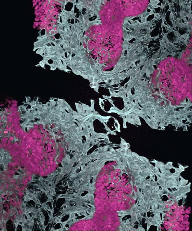 쥐 배아의 폐포 혈관(흰색)과 상피세포(분홍색)./중국 베이징 줄기세포연구소