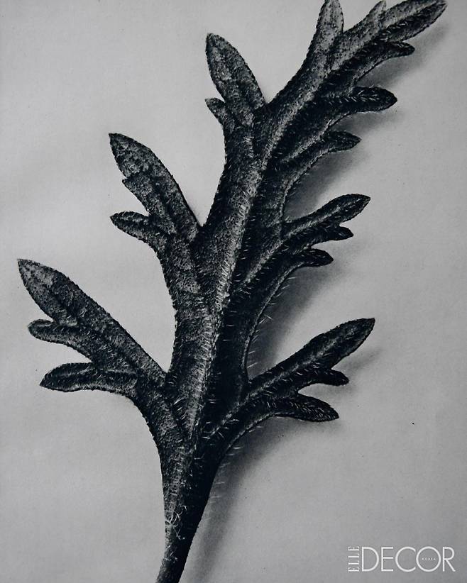 ‘Verbena Canadensis’(1942).