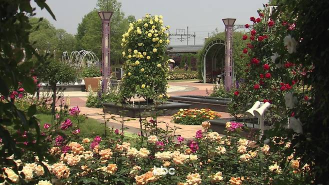 ▲ 곡성 장미정원