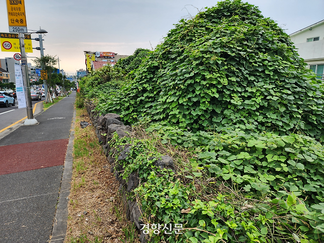 지난 16일 제주시 연북로의 한 도로변 담벼락과 그 주변이 짙푸른 덩굴로 가득했다. 박미라 기자