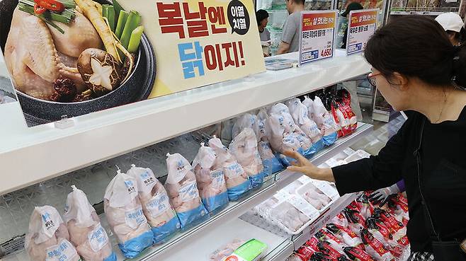 서울의 한 대형마트에서 시민들이 삼계탕용 닭을 고르고 있다. (사진=연합뉴스)